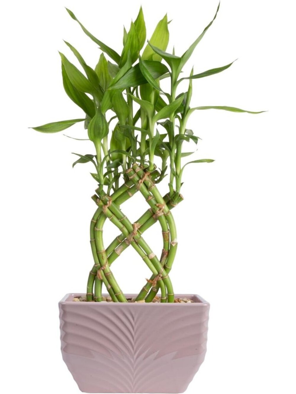 Easy Care Lucky Bamboo Plant - Live Indoor Houseplant in Bamboo Pot, Zen Decor